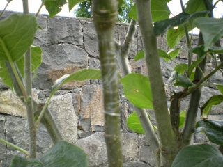 30BT tape applied to top grating on a Red Spy apple tree